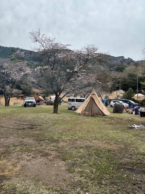 桜の季節のフリーサイト